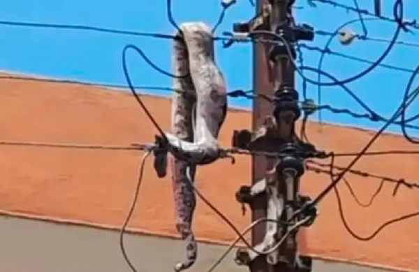 Snake causes power outage in the field